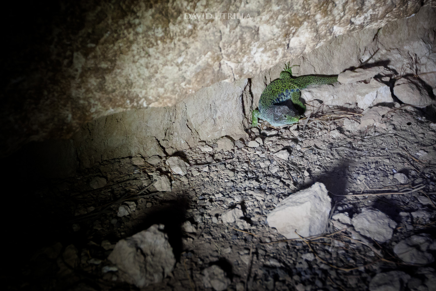 cueva higares, lagarto