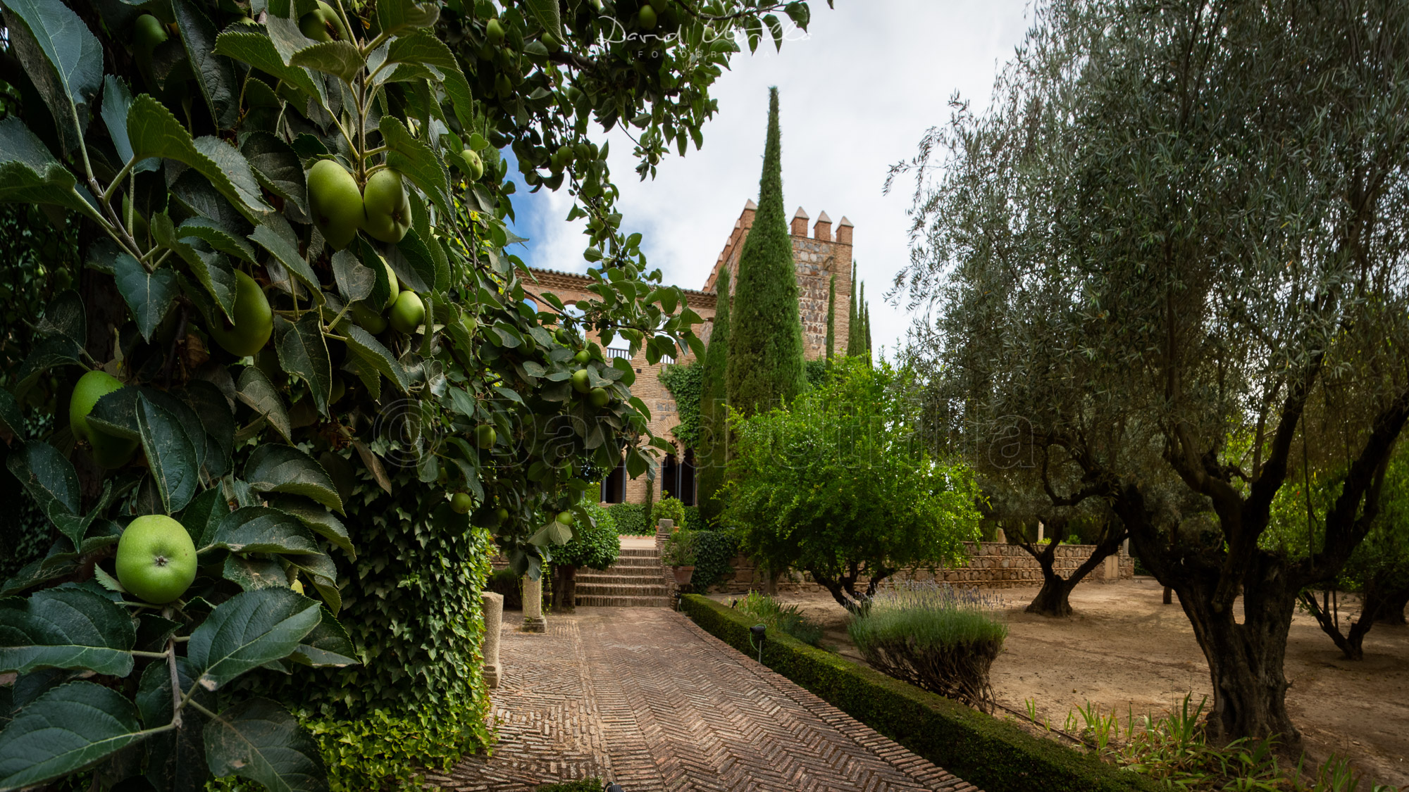 Un manzano asoma en el jardín