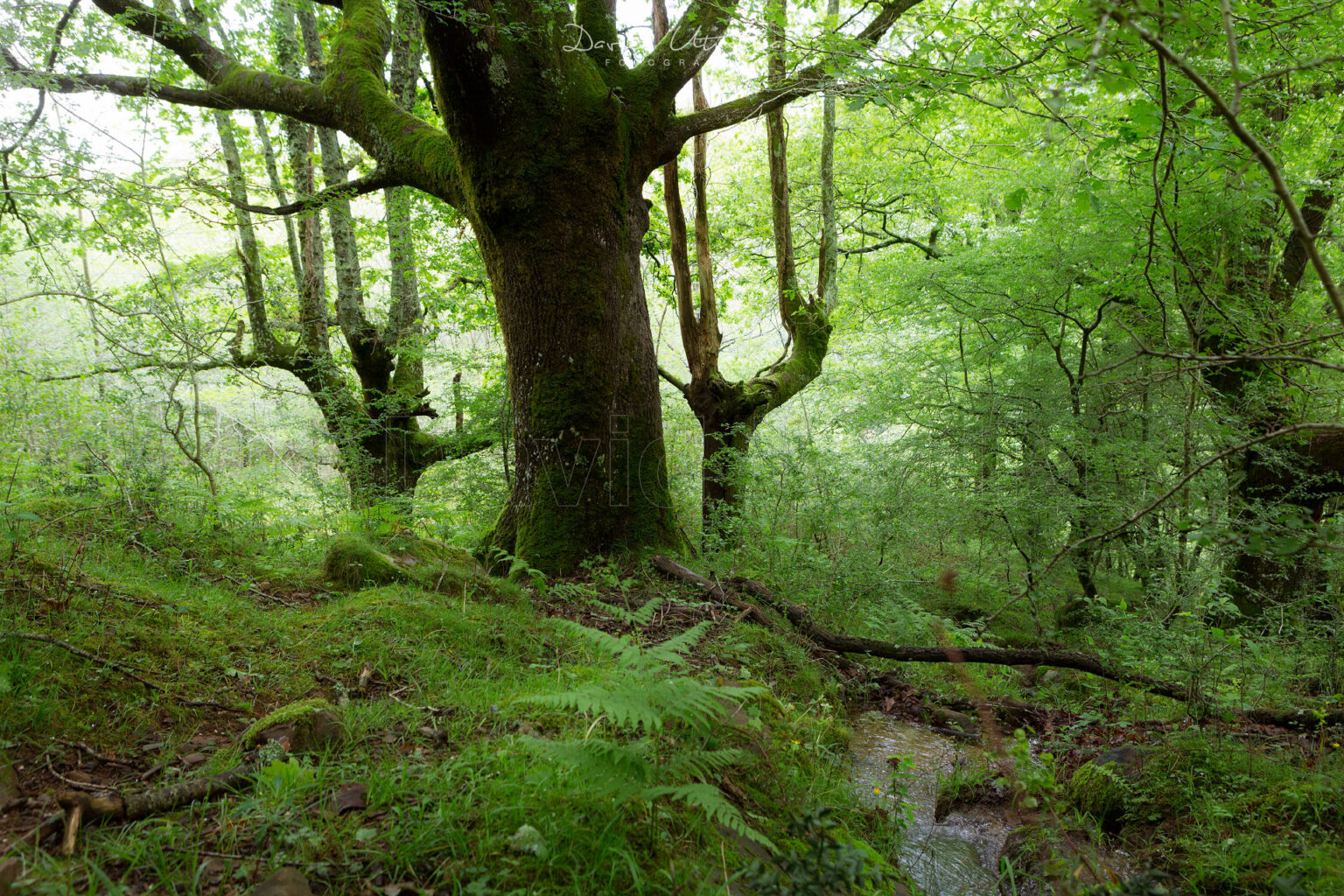 El bosque encantado